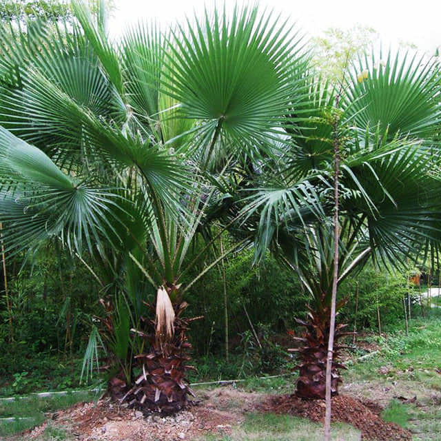 Washingtonia filifera