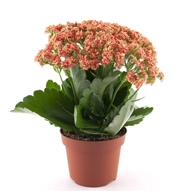 Kalanchoe Rosalina Don Vidal Sticky Leaves