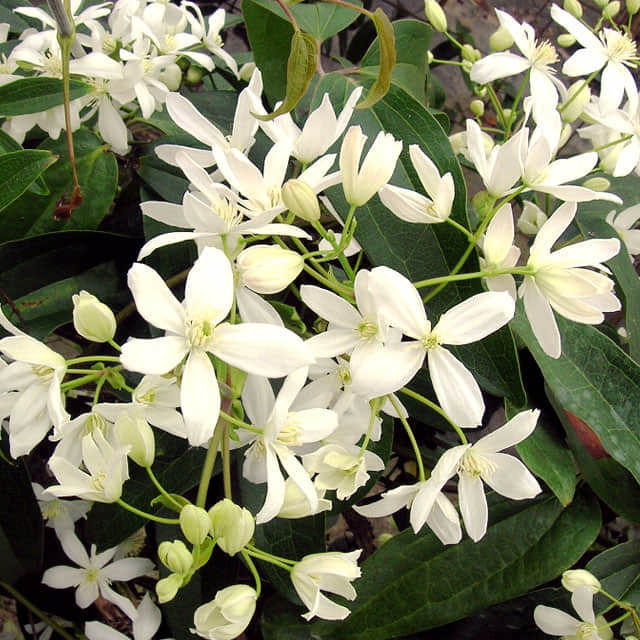 Clematis armandii