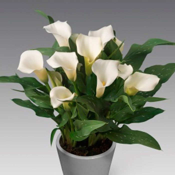 Zantedeschia Captain Fresco Sudden Leaf Drop