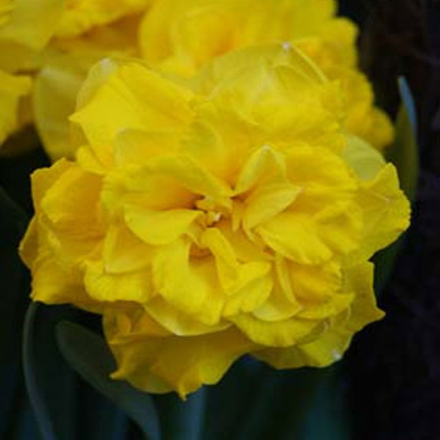 Narcissus Double Gold Medal