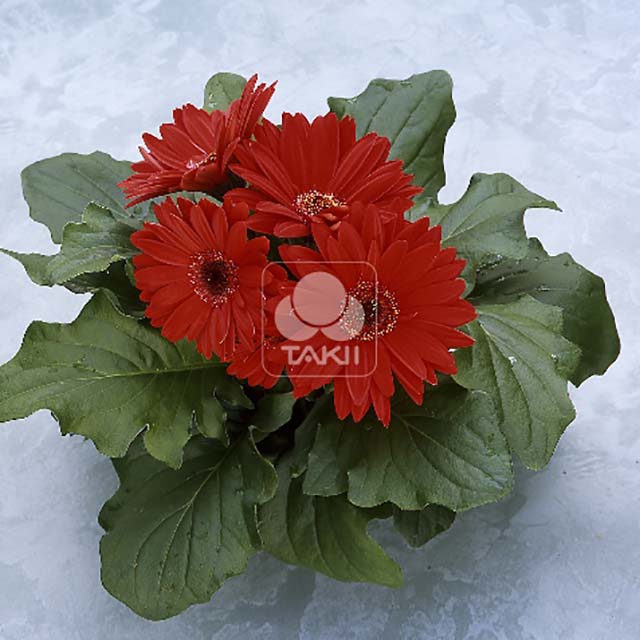 Gerbera Royal F1 Red 4316 Sticky Leaves