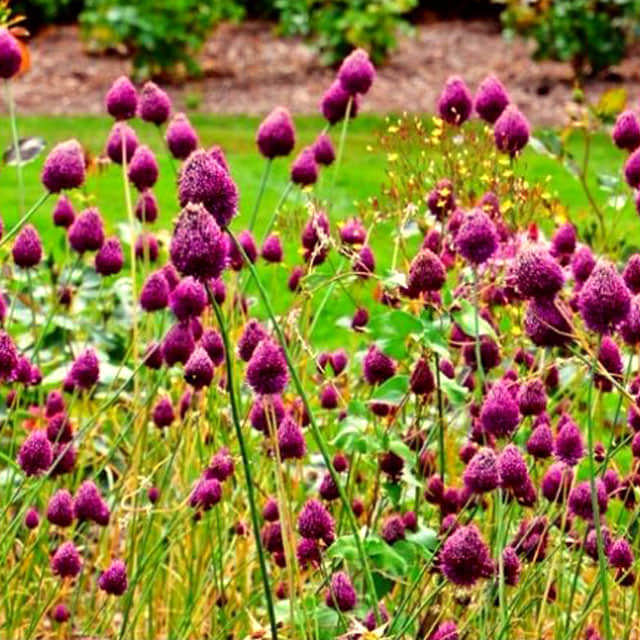 Allium sphaerocephalon