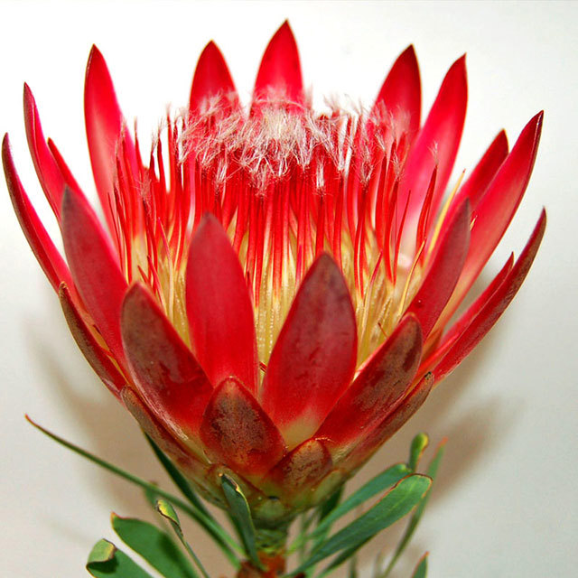 Protea Guerna