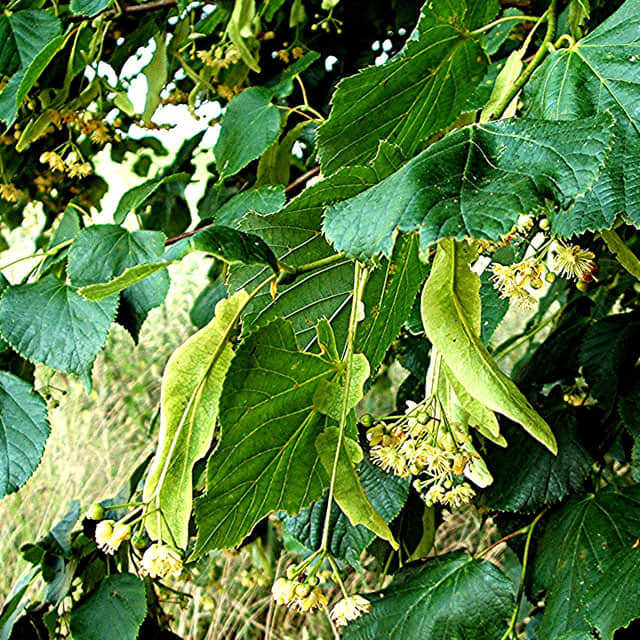 Tilia europaea