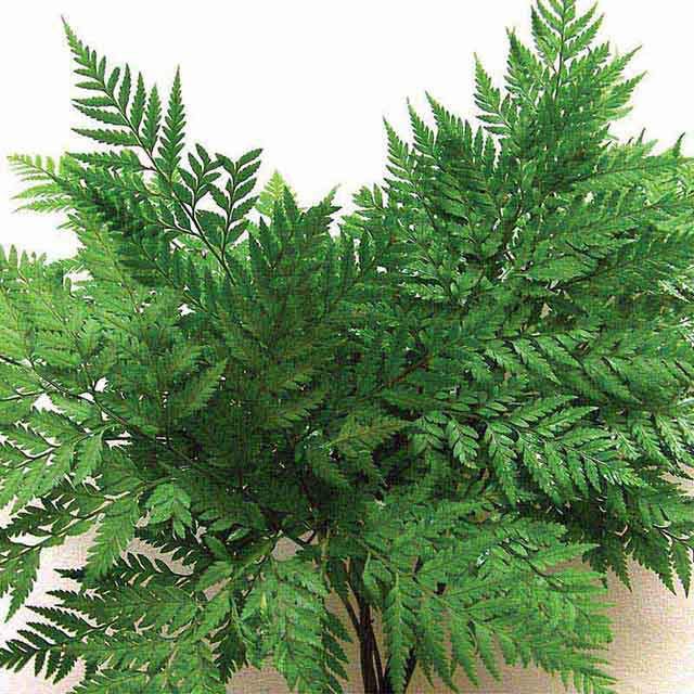 Rumohra adiantiformis Knysna Fern