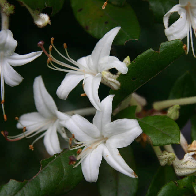 Rhododendron viscosum Drooping Leaves