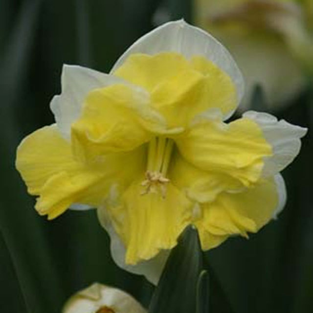 Narcissus Belcanto