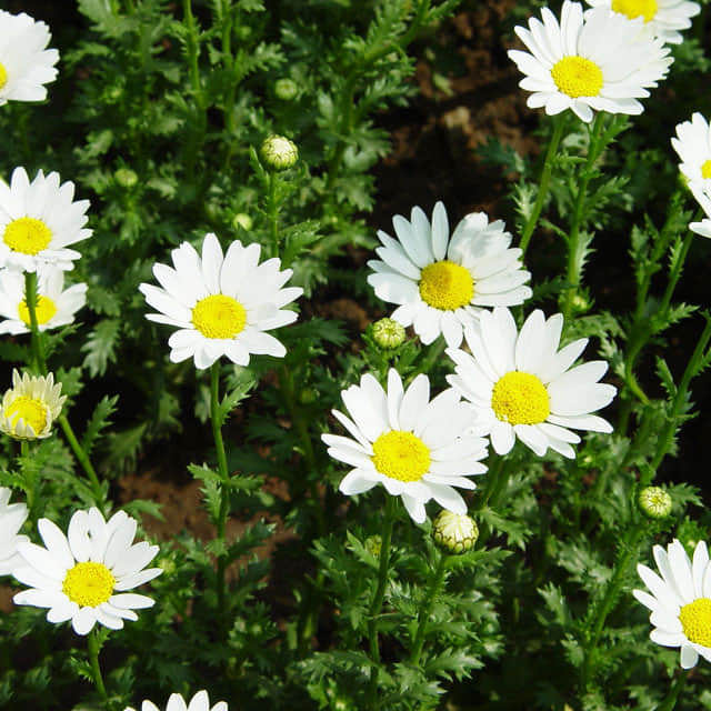 Leucanthemum paludosum