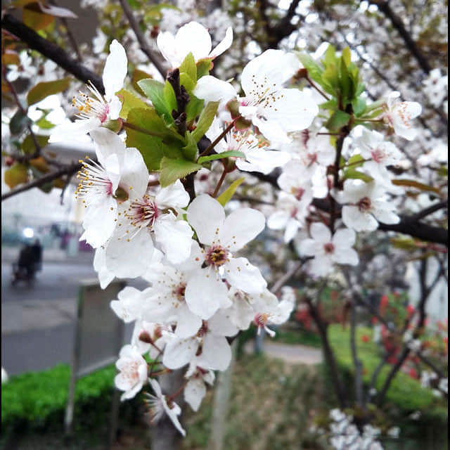 Prunus cerasifera Atropurpurea