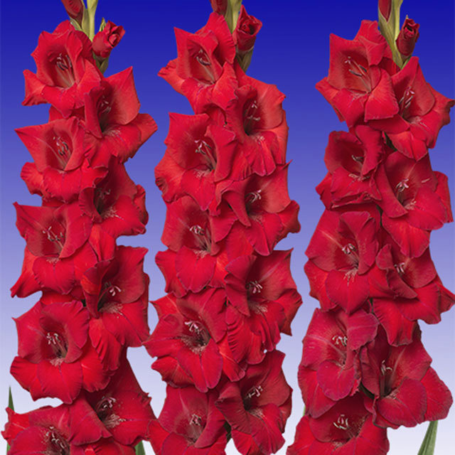 Gladiolus Roma