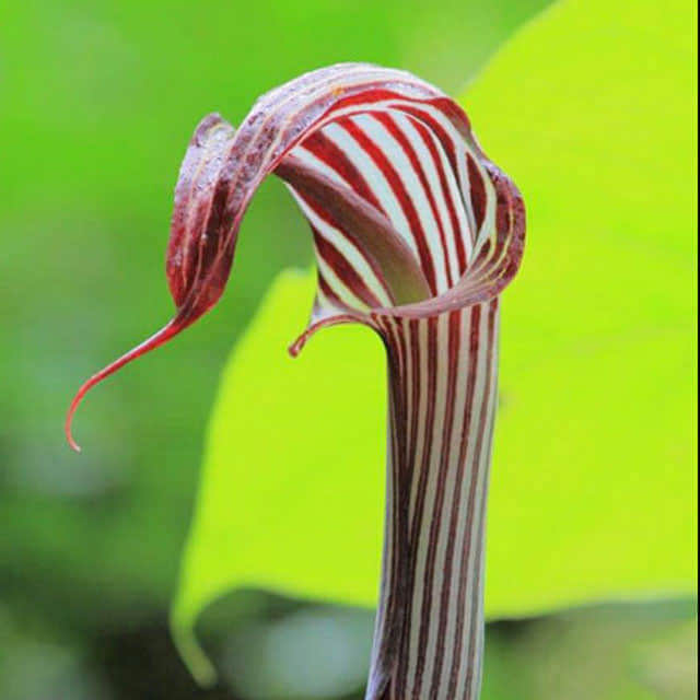 Arisaema candidissimum