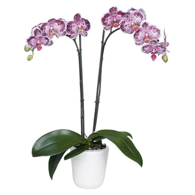 Phalaenopsis Jambi