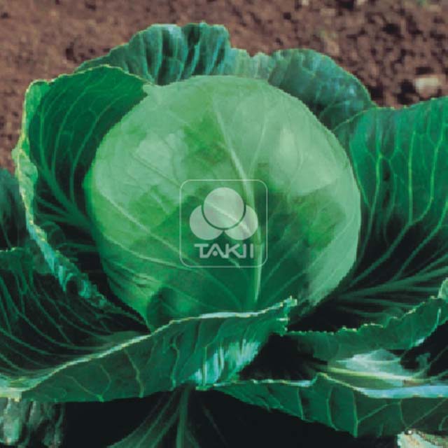 White Cabbage Prestar F1 Brown Leaf Tips