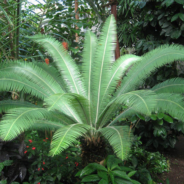 Cycas circinalis
