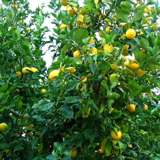 Citrus limon