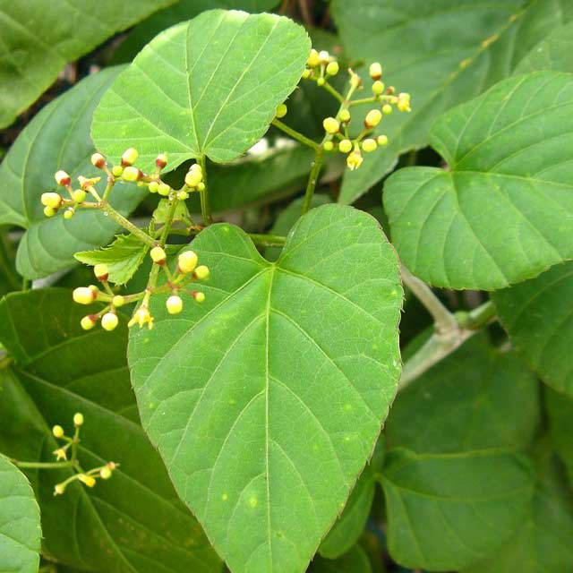 Cissus kerrii