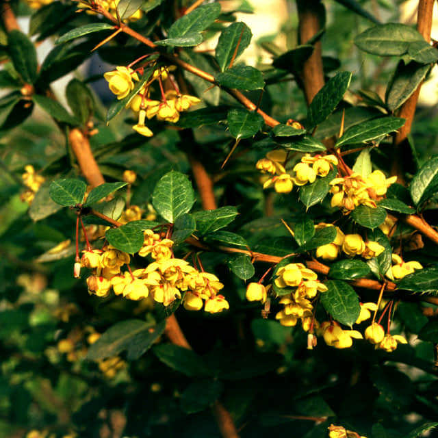 Berberis x Gladwynensis William Penn