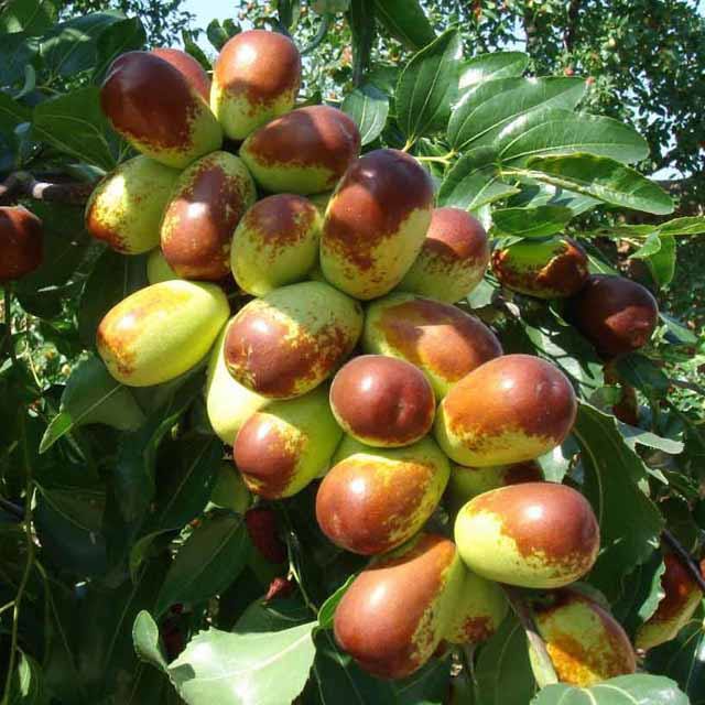 Ziziphus jujuba