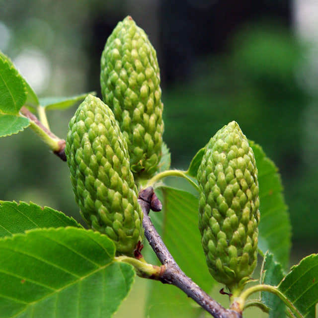 Betula lenta