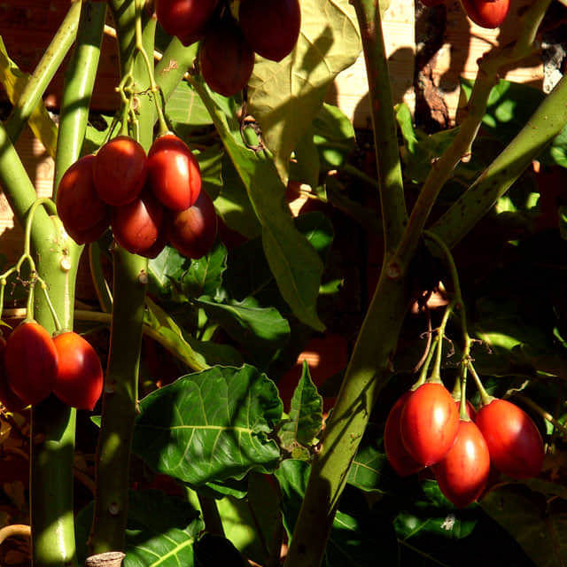 Solanum betaceum