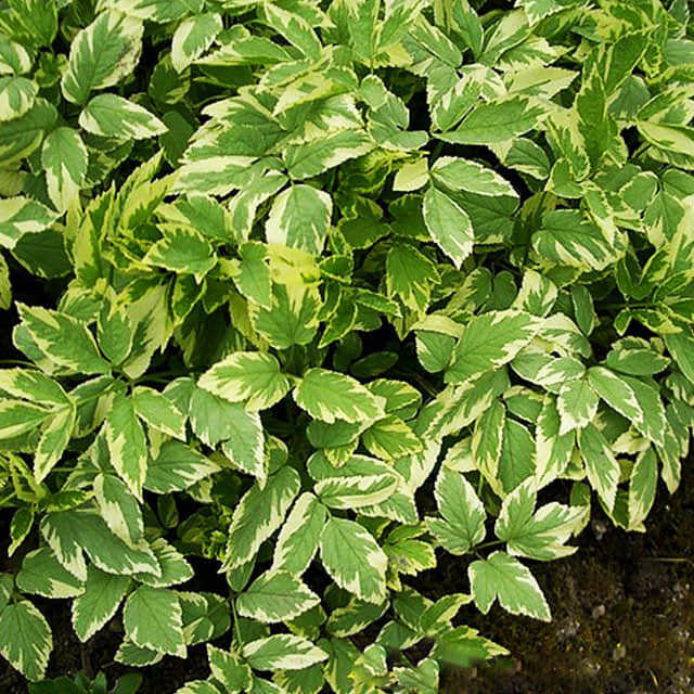 Aegopodium podagraria