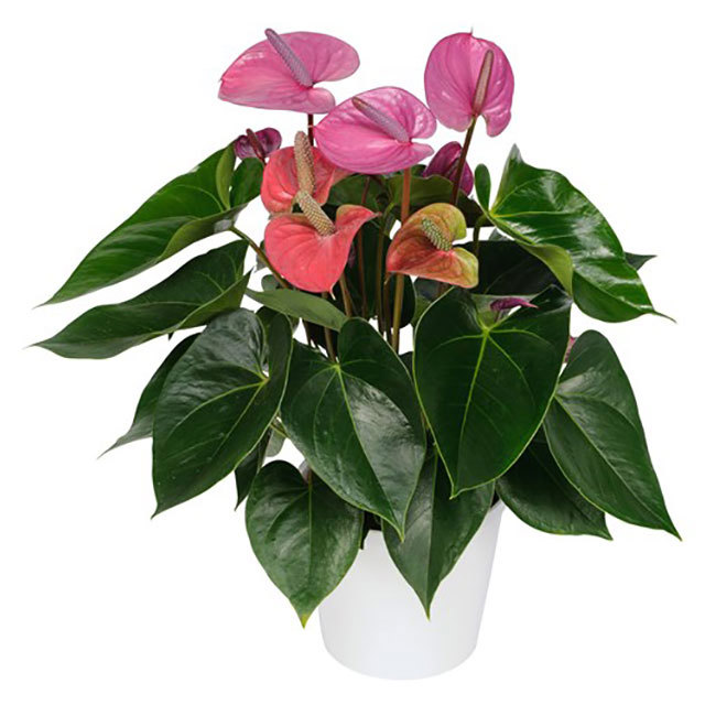 Anthurium andraeanum Cavalli