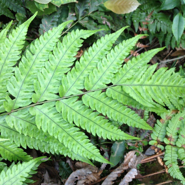 Davallia bullata (Hares Foot Fern)