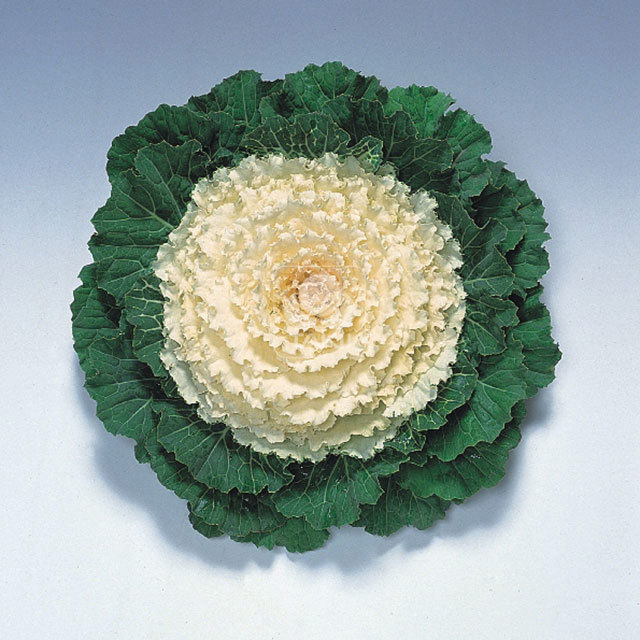 Brassica Pigeon F1 Round White Fine Webbing