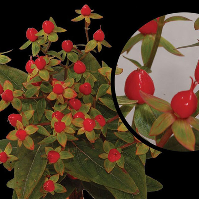 Hypericum Red Jewel