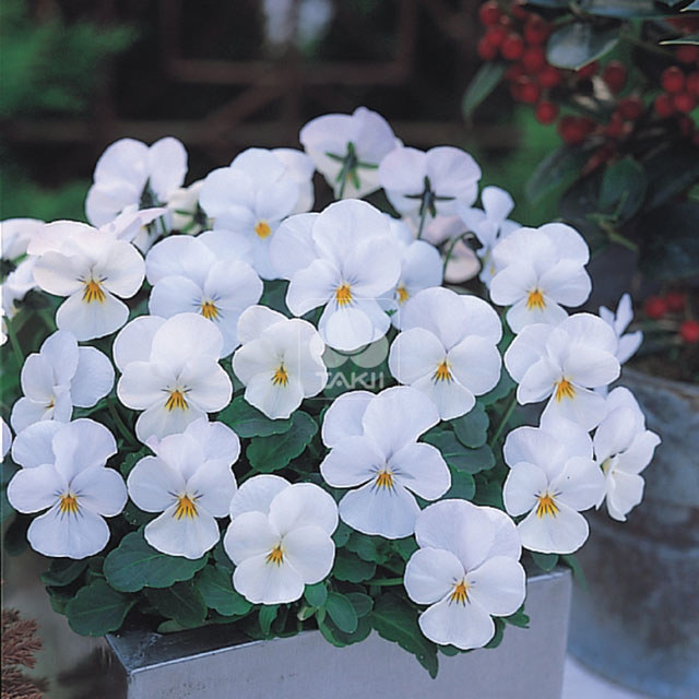 Viola cornuta Four Seasons F1 White White Cottony Spots