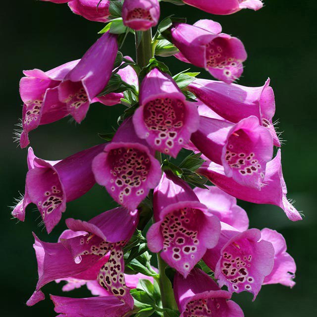 Digitalis purpurea Leggy Stems