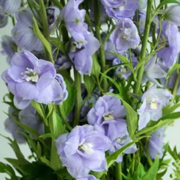 Delphinium Misty White Powder