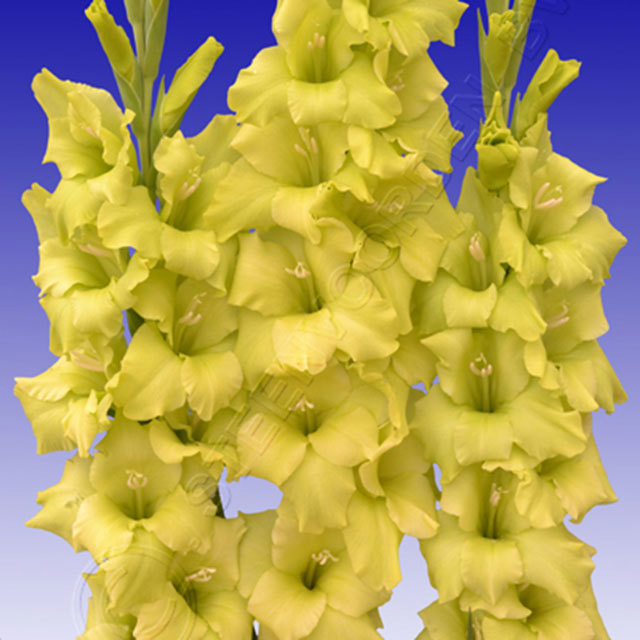 Gladiolus Solvarino