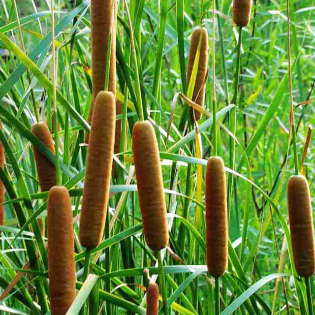 Typha angustifolia