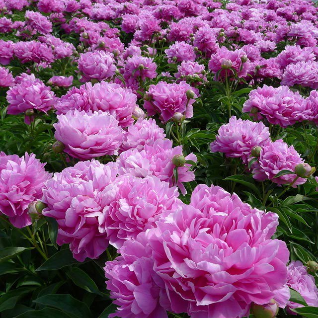 Paeonia tenuifolia