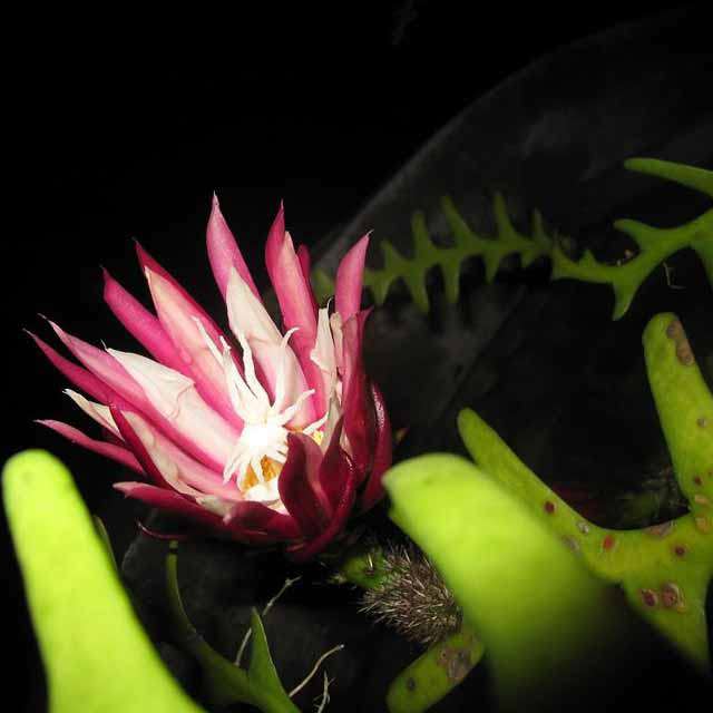 Epiphyllum anguliger Macchie bianche cotonose