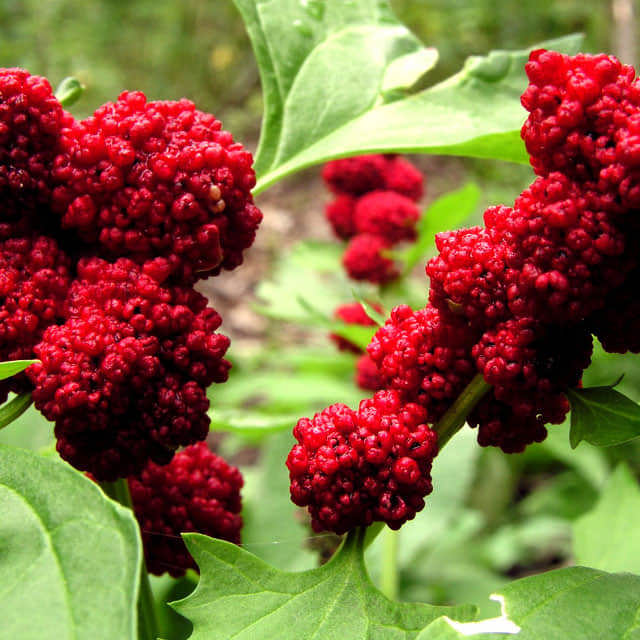 Chenopodium capitatum
