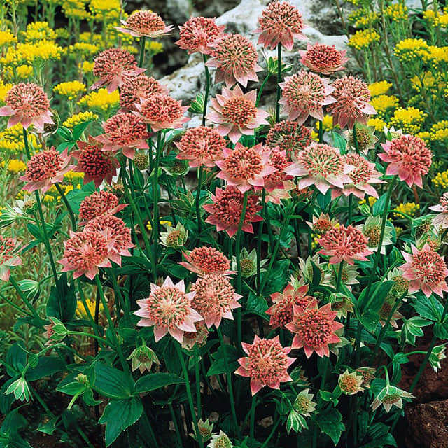 Astrantia major
