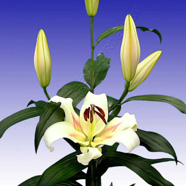 Lilium OT Bombini Drooping Leaves