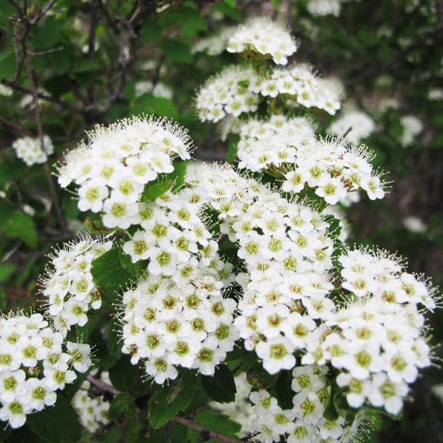 Spiraea frischiana Pink Parasols Leggy Stems