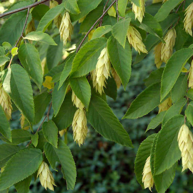 Ostrya virginiana