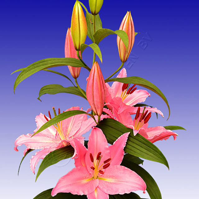 Lilium Oriental Justina Fine Webbing