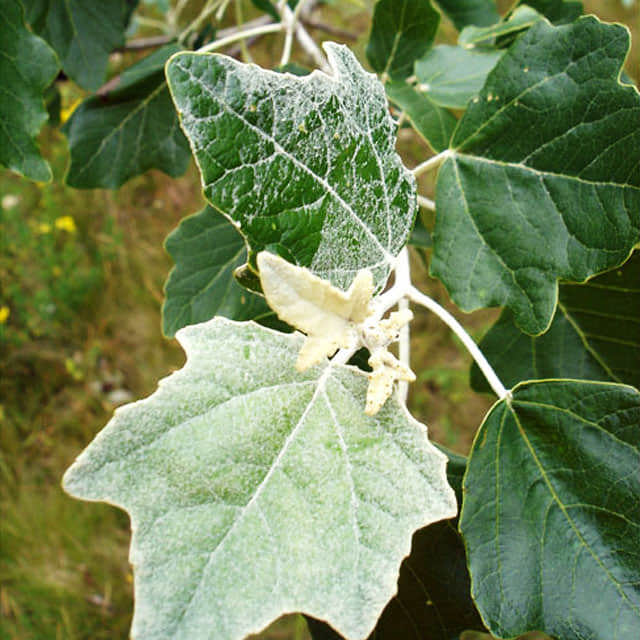 Populus alba