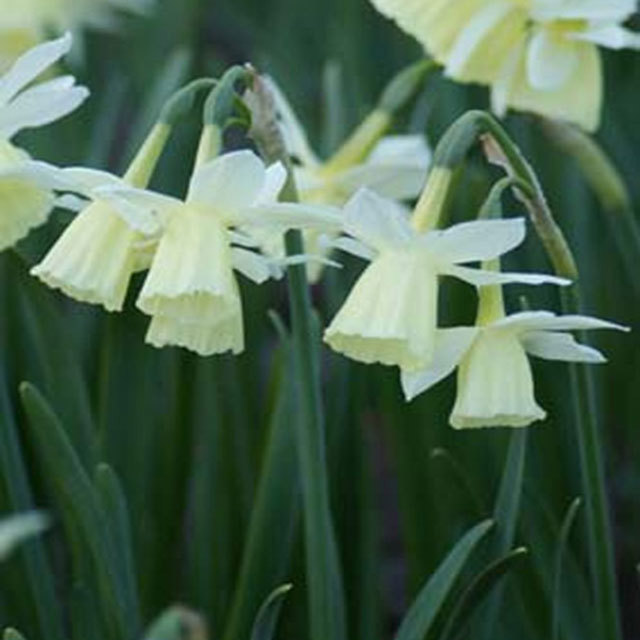 Narcissus Lemon Drops