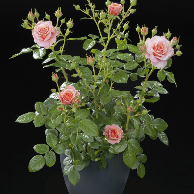 Mini Rose Rosa Terrazza Fiesta Fine Webbing