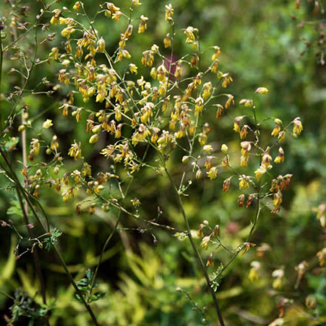Thalictrum minus