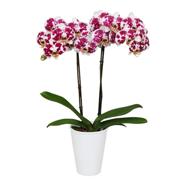 Phalaenopsis Salau