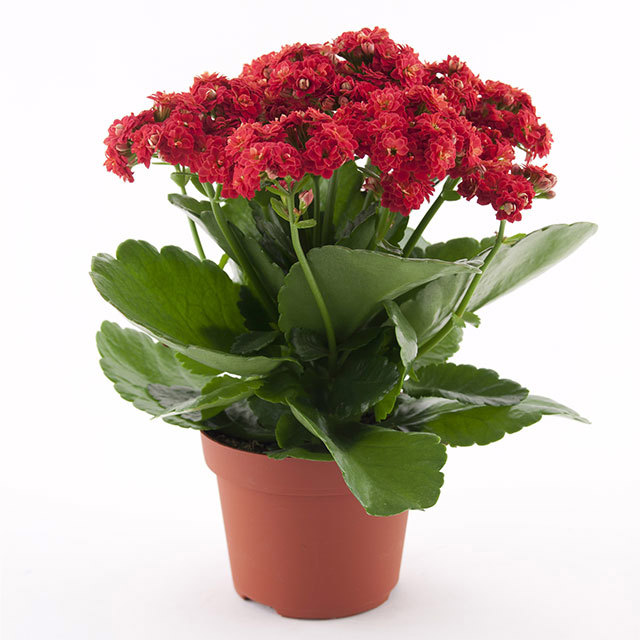 Kalanchoe Rosalina Don Juan Leggy Stems