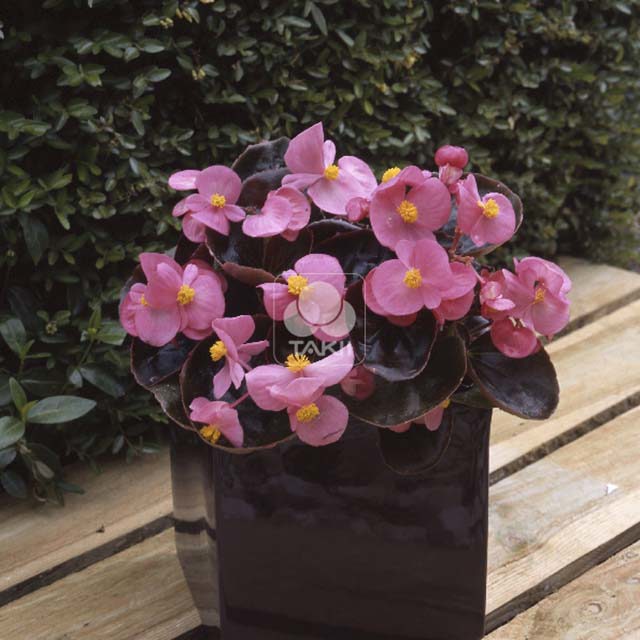 Begonia havana Rose 865